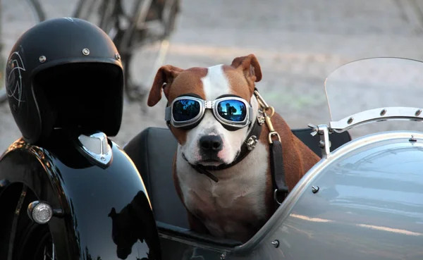 transporter son chien à moto