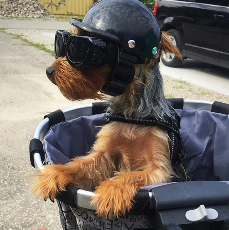 casque moto pour chien