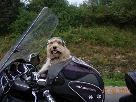 chien a moto